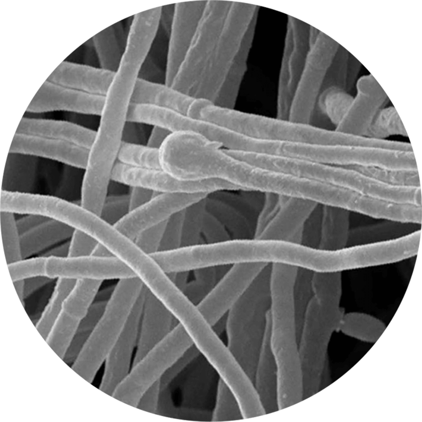 Mycelium
